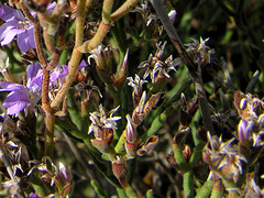Limonium cordatum