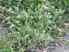Trifolium cherleri