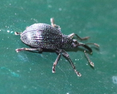 Ischnopterapion virens