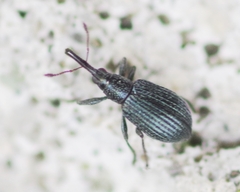 Ischnopterapion virens