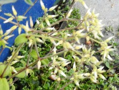 Cerastium glomeratum