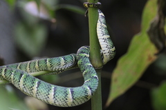 Tropidolaemus wagleri