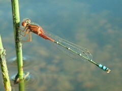 Xanthagrion erythroneurum