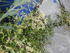 Cerastium glomeratum