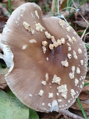 Amanita franchetii