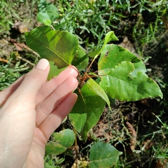 Populus nigra
