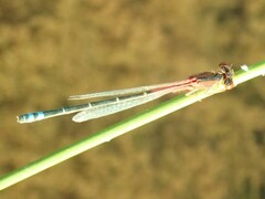 Xanthagrion erythroneurum