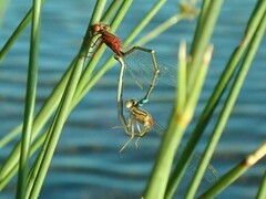 Xanthagrion erythroneurum