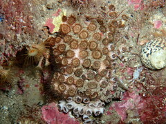 Cladocora caespitosa