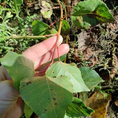 Populus nigra