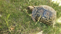 Stigmochelys pardalis