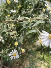 Olearia phlogopappa