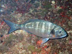 Sparus auratus