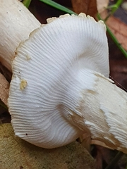 Amanita franchetii