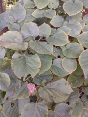 Morus rubra
