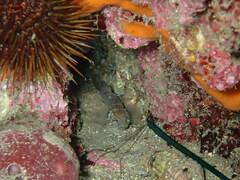 Chromogobius zebratus