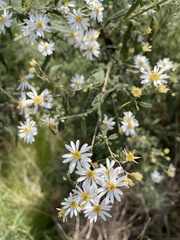 Olearia phlogopappa