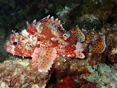 Scorpaena notata