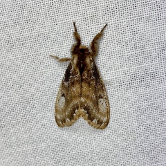 Urocoma marginalis