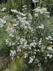 Olearia phlogopappa