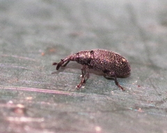 Stenopterapion tenue