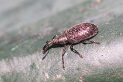 Stenopterapion tenue