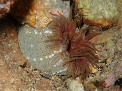 Aulactinia verrucosa