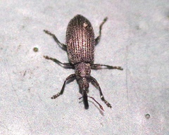 Stenopterapion tenue