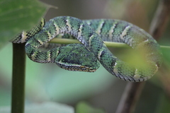 Tropidolaemus wagleri