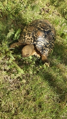 Stigmochelys pardalis