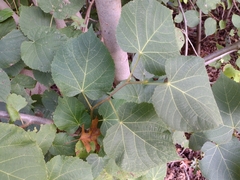 Morus rubra