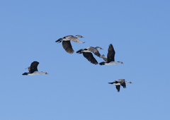 Phalacrocorax varius