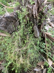 Galium leptogonium