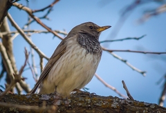 Turdus atrogularis