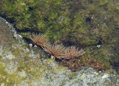 Sabellidae