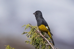 Mycerobas carnipes
