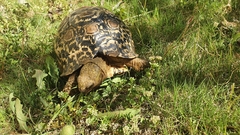 Stigmochelys pardalis