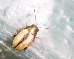 Chaetocnema conducta