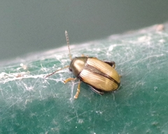 Chaetocnema conducta