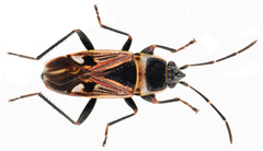 Raglius tristis