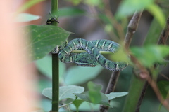 Tropidolaemus wagleri