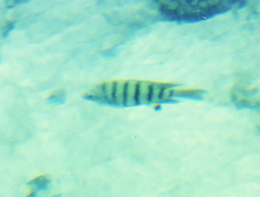 Abudefduf bengalensis