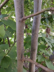 Morus rubra