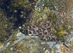 Zoanthus sansibaricus