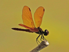 Perithemis domitia