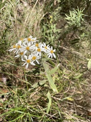 Olearia phlogopappa