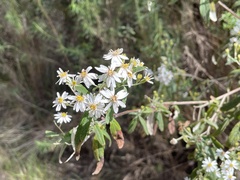 Olearia phlogopappa