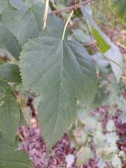 Morus rubra