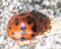 Subcoccinella vigintiquatuorpunctata