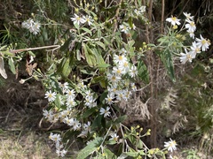 Olearia phlogopappa